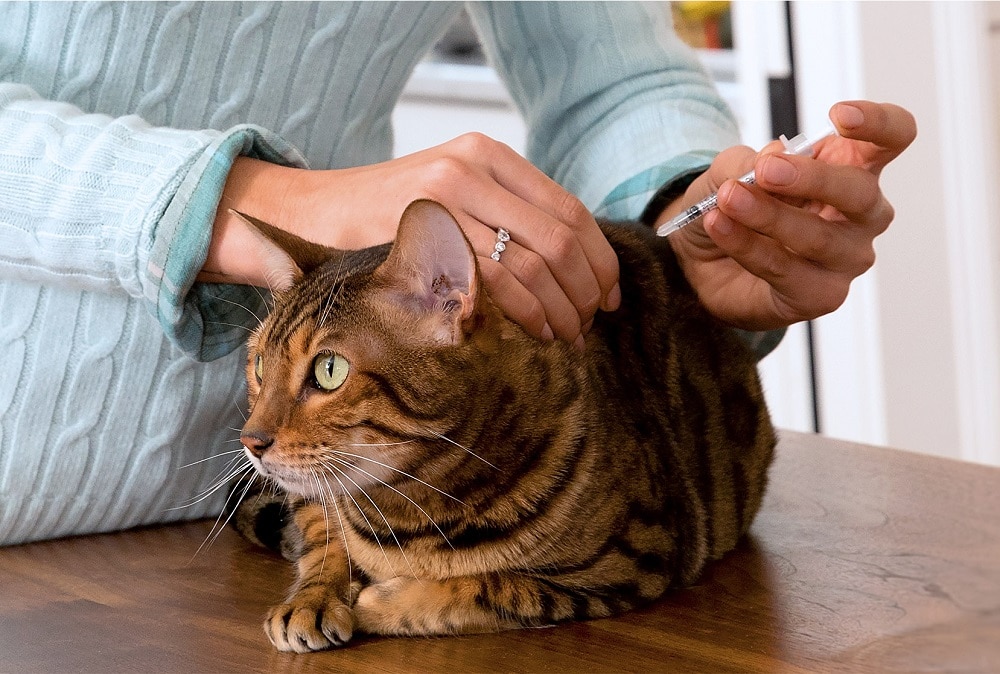 Personality of Toyger cats