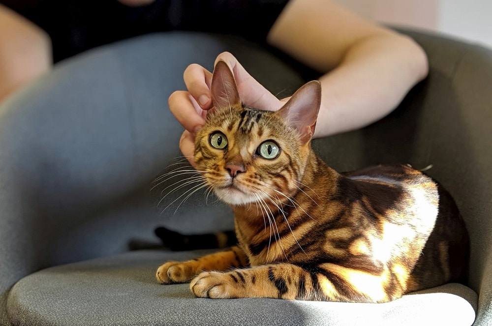 Personality of Toyger
