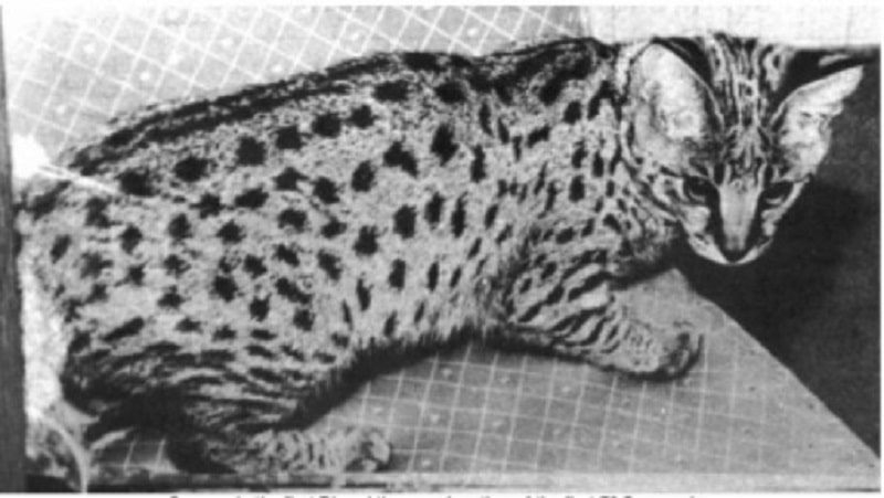 Savannah Cat History