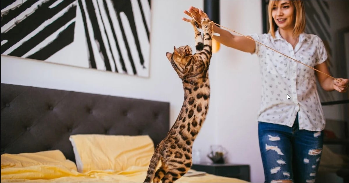 Savannah Cat trained