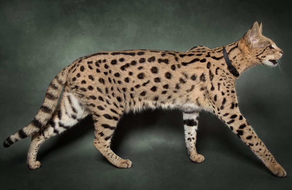 Savannah Cat