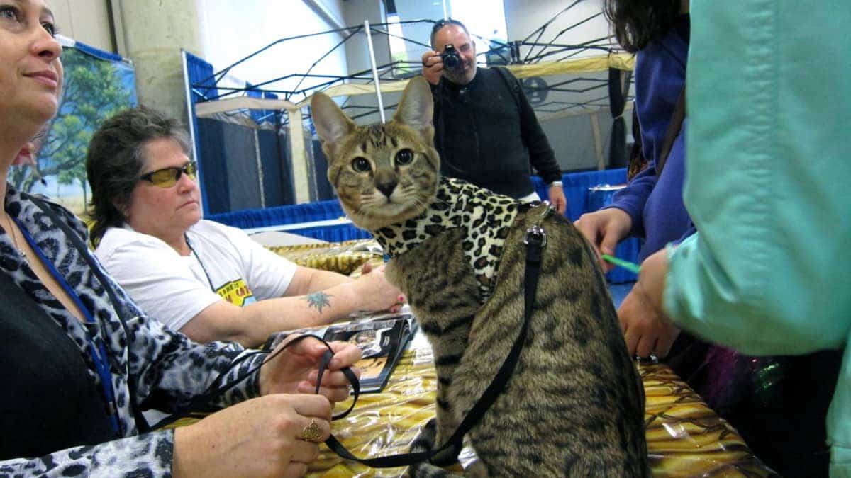 Savannah cat Health issue