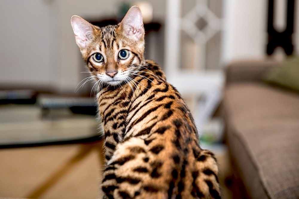 THE HISTORY OF TOYGER CATS