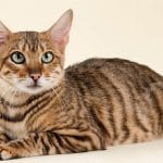 Toyger 101 - Price, Personality, Lifespan & Facts