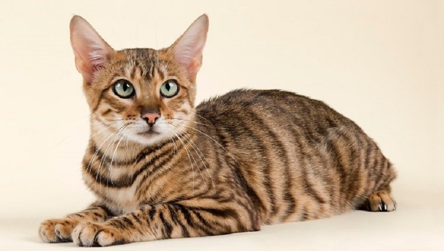 TOYGER CATS information