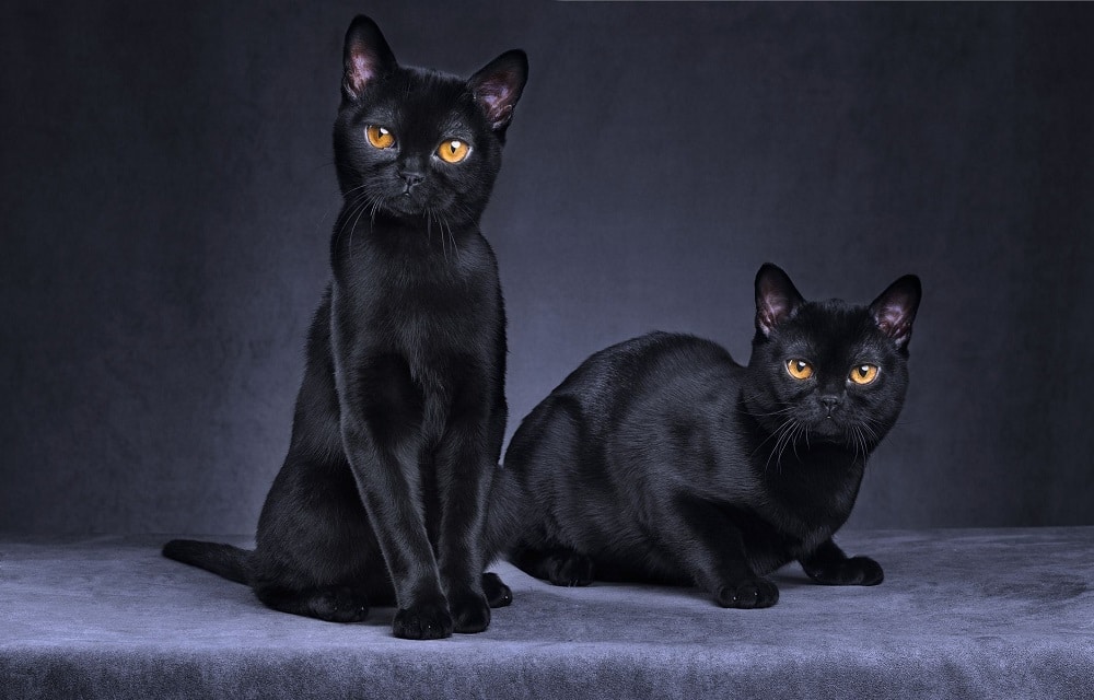 The appearance of Bombay Cat Breed