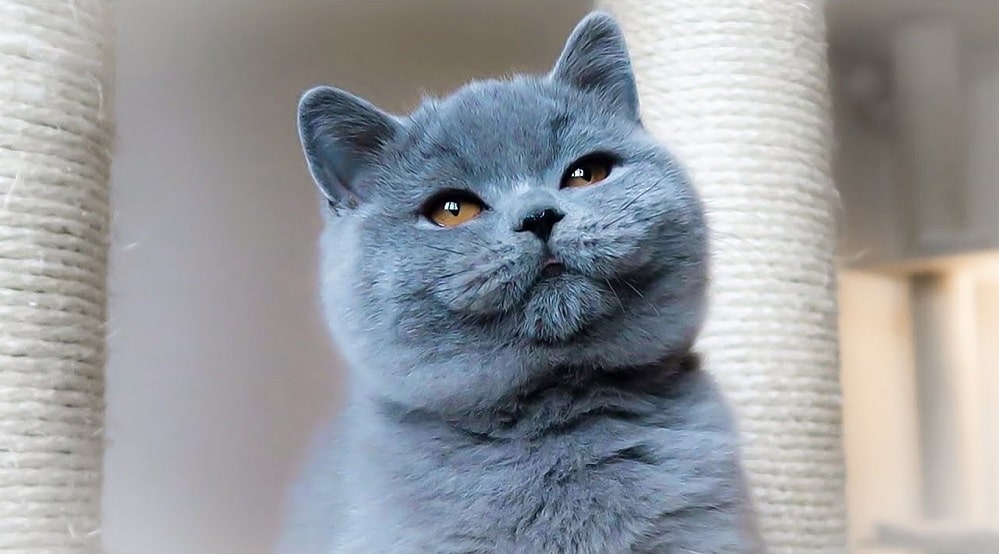 The appearance of British Shorthair
