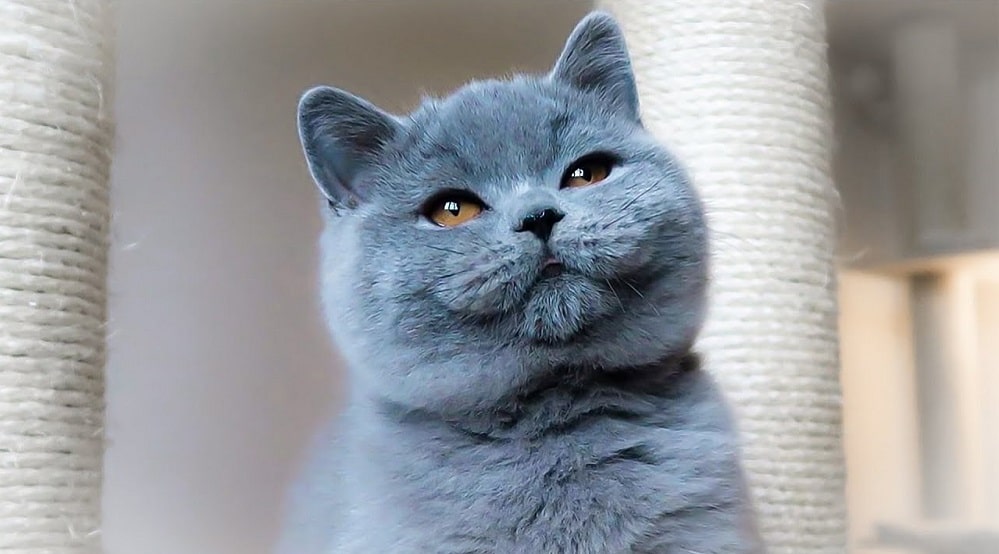 British Shorthair Cat Breed Facts And Personality Traits Siamese Of Day