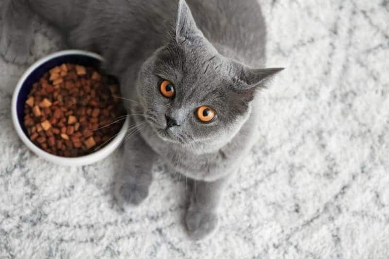 The health of British Shorthair cat