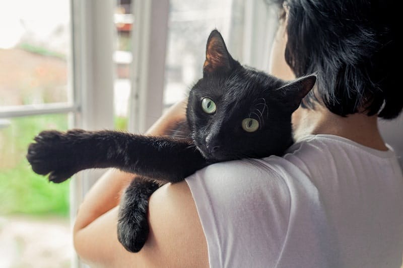 The personality of Bombay Cat Breed