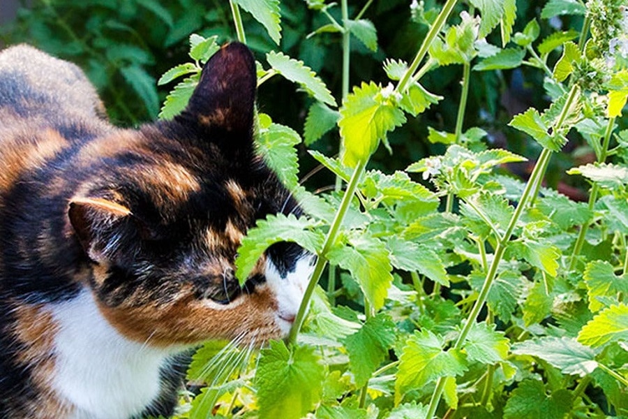 Things to Know About Catnip