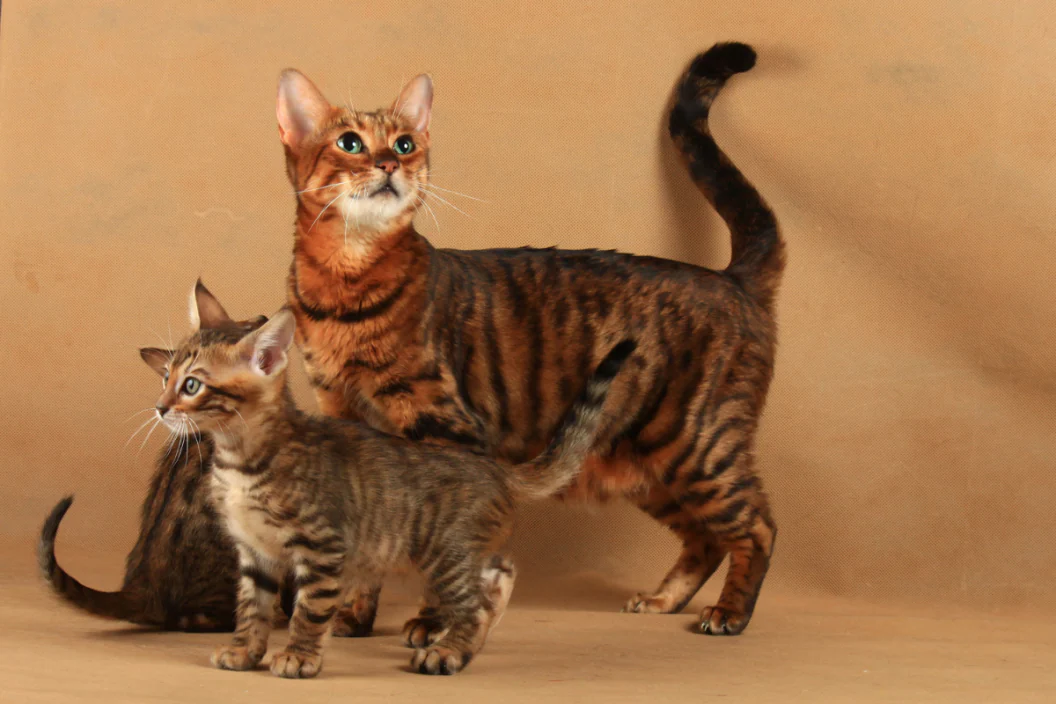 Toyger cat Color