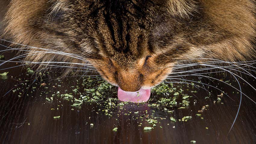 Why do cats like catnip