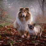 How To Introduce A Dog To A Cat?