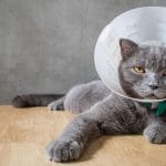 How To Make An E-Collar For A Cat