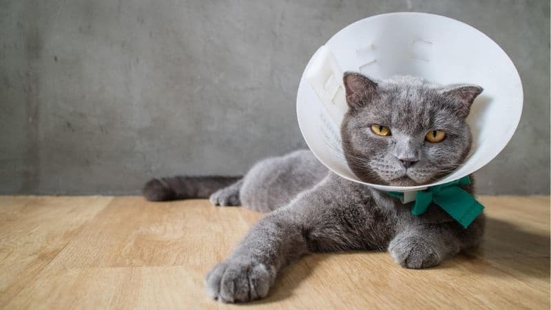 How To Make An E-Collar For A Cat