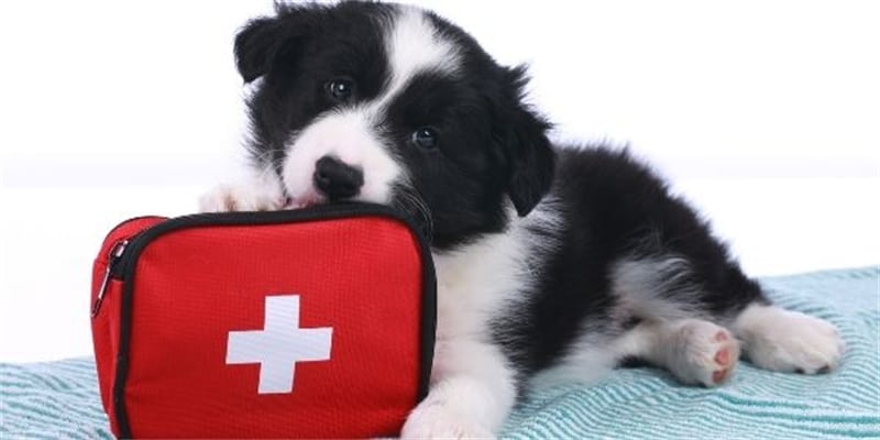 Pet First Aid